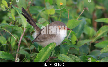 Splendid Märchen wren, Malurus cyaneus, weiblich, in einem kleinen Busch gehockt. Stockfoto