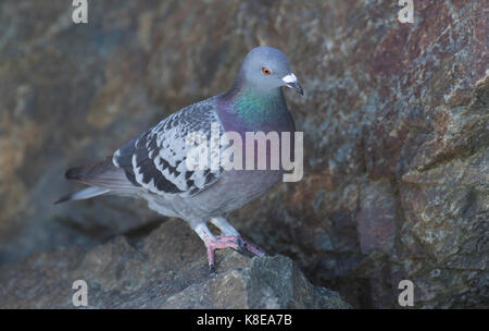 Auch eine australische Rock Dove, Columba livia, als lebende Stadttaubenpopulationen bekannt. Nach Australien eingeführt. Stockfoto