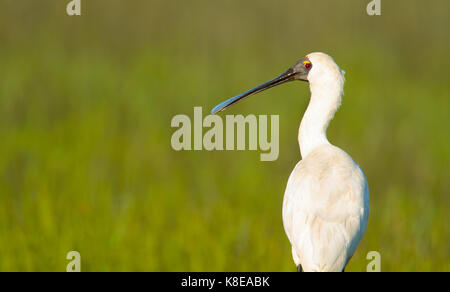 Eine königliche Löffler, platalea Regia, im Profil mit einem grünen Hintergrund und Kopieren. Stockfoto