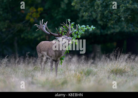 Red Deer (Cervus elaphus), Brüllen, Kapital Hirsch mit Laub im Geweih, Imponierge, Platzhirsch, Seeland, Dänemark Stockfoto