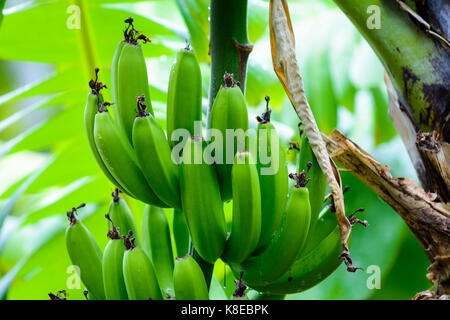 In der Nähe von Green Banana auf Bananenstaude Stockfoto
