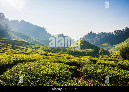 Die Hugelige Landschaft Mit Teeplantagen Anbau Von Tee Cameron Highlands Tanah Tinggi Cameron Pahang Malaysia Stockfotografie Alamy