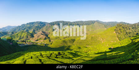 Tal mit Teeplantagen, Anbau von Tee, Cameron Highlands, Tanah Tinggi Cameron, Pahang, Malaysia Stockfoto