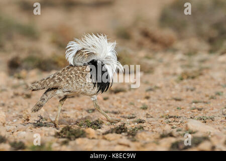 Paarung trappe Kragentrappe (Chlamydotis undulata), männlich, Halbwüste, Fuerteventura, Kanarische Inseln, Spanien Stockfoto