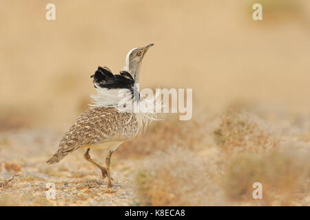 Paarung trappe Kragentrappe (Chlamydotis undulata), männlich, Halbwüste, Fuerteventura, Kanarische Inseln, Spanien Stockfoto