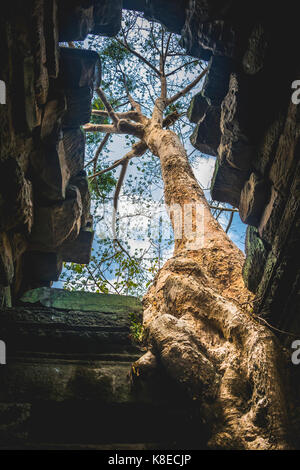 Wurzeln, Seide - Cotton Tree (ceiba pentandra) wächst in den Tempel Preah Khan Ruinen, Tempel, Angkor Archäologischer Park Stockfoto