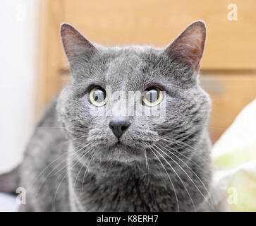 Devotee Blick der Erwachsenen graue Katze mit gelben Augen Stockfoto