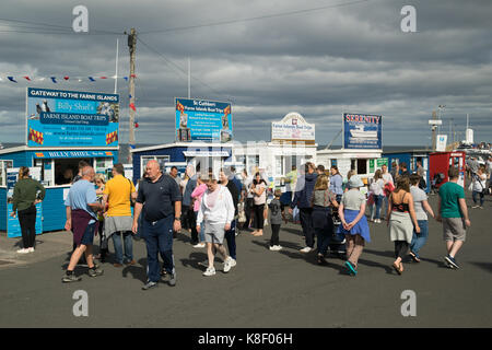 Farne Island Bootsfahrt buchen Büros in Nevsehir Hafen, Northumberland, England Stockfoto