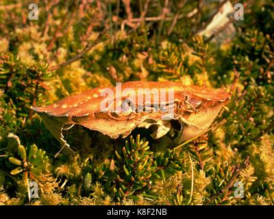 Moosigen Boden mit gebrochenen crab Rüstung. Leere trocken crab Shell, die Krabbe Abfälle nach einer Möwe Vogel füttern. Stockfoto