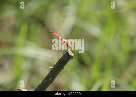 Dragon Fly, Dragon Fly close-up Stockfoto