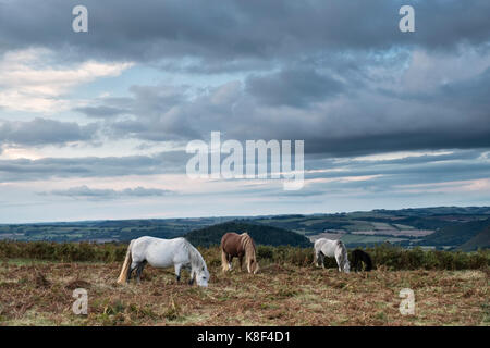 Auf Hergest Ridge, Kington, Herefordshire, UK. Ponys grasen Lose entlang der Offa's Dyke Path Stockfoto