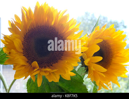 Zwei Sonnenblumen in sturry Kent uk September 2017 fotografiert. Stockfoto