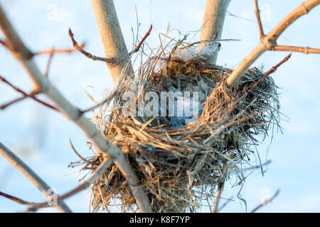 Und Empty Nest mit Schnee im Winter. Stockfoto