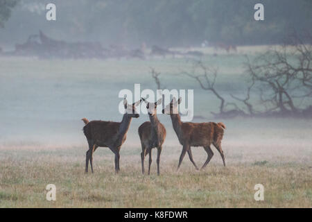 Windsor, Großbritannien. 19 Sep, 2017. UK Wetter. Hirsche grasen im Windsor Great Park bei Sonnenaufgang auf einem nebligen Morgen. Es ist eine Herde von rund 500 Rotwild innerhalb der Deer Park Gehäuse im Windsor Great Park, alle von vierzig Hinds und zwei Hirsche im Jahre 1979 durch den Herzog von Edinburgh eingeführt. Credit: Mark Kerrison/Alamy leben Nachrichten Stockfoto