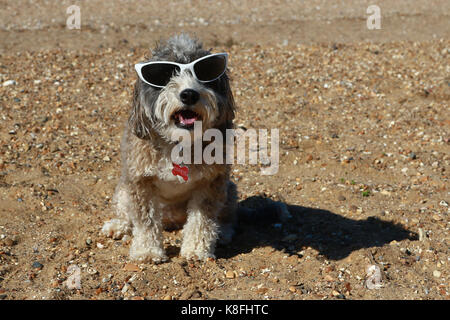 Hunstanton, Großbritannien. 19 Sep, 2017. UK Wetter. Cookie die cockapoo Hund genießen das sonnige Wetter in der Nähe von Hunstanton, Norfolk, am 19. September 2017. UK Wetter. Credit: Paul Marriott/Alamy leben Nachrichten Stockfoto