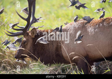 Reedsport, Oregon, USA. 19 Sep, 2017. Ein Schwarm Stare fliegen vorbei am grossen wilden Stier Roosevelt elk, als er mit einer Gruppe von Frauen in einem Feuchtgebiet in der Nähe von Reedsport in ländlichen Gebieten der westlichen Oregon steht. Es ist der Elch Paarungszeit in Oregon. Credit: Robin Loznak/ZUMA Draht/Alamy leben Nachrichten Stockfoto