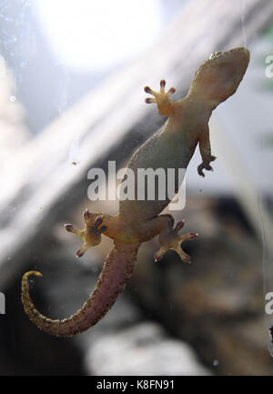 Bremerhaven, Deutschland. 12 Sep, 2017. Eine Trauer gecko können im Klimahaus in Bremerhaven, Deutschland, 12. September 2017 gesehen werden. Wenn die Scorpions & Co. sind im Gepäck von homecoming Urlauber entdeckte das Klimahaus in Bremerhaven bietet eine neue Heimat, die Zusammenarbeit mit dem Zollamt. Quelle: Carmen Jaspersen/dpa/Alamy leben Nachrichten Stockfoto