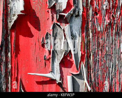 Alte und abblätternde Farbe Rot heben und Curling weg von einem alten Fachwerkhaus aufgrund der Auswirkungen der Regen, Frost und Sonne über viele Jahre beleuchten. Stockfoto