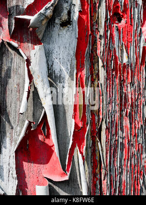 Alte und abblätternde Farbe Rot heben und Curling weg von einem alten Fachwerkhaus aufgrund der Auswirkungen der Regen, Frost und Sonne über viele Jahre beleuchten. Stockfoto