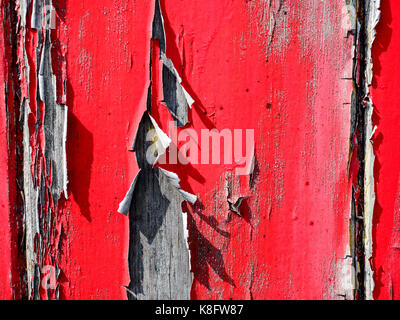 Alte und abblätternde Farbe Rot heben und Curling weg von einem alten Fachwerkhaus aufgrund der Auswirkungen der Regen, Frost und Sonne über viele Jahre beleuchten. Stockfoto