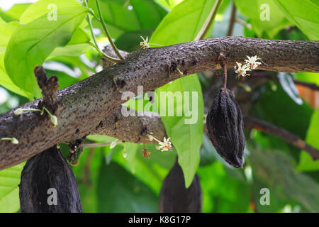 Kakaobaum mit Blumen und Obst. Kakao (Kakao) Bohnen verwendet einen Kakao und Schokolade zu machen. Stockfoto