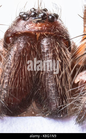 Gestapelte Makro der Leiter der inländischen Haus Spinne (Tegenaria domestica), acht Augen, palps und Backen Stockfoto