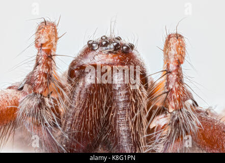 Gestapelte Makro der Leiter der inländischen Haus Spinne (Tegenaria domestica), acht Augen, palps und Backen Stockfoto