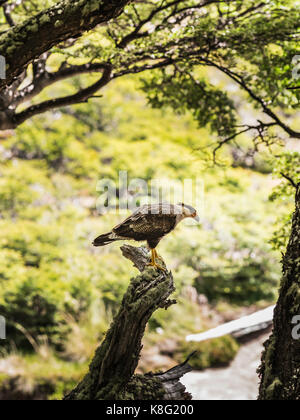 Karakara Beobachten von Wald Baum im Nationalpark Los Glaciares, Patagonien, Argentinien Stockfoto