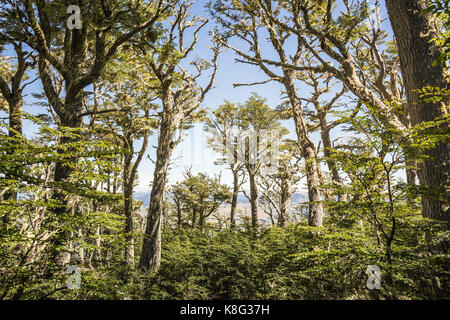 Blick auf den Wald, Coyhaique Coyhaique National Reserve, Provinz, Chile Stockfoto