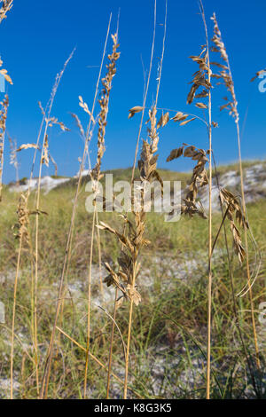 Sea Oats auf St. Andrews State Park am Golf von Mexiko in Panama City Beach, Florida Stockfoto