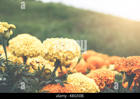 Ringelblume Blumen im Garten. Stockfoto