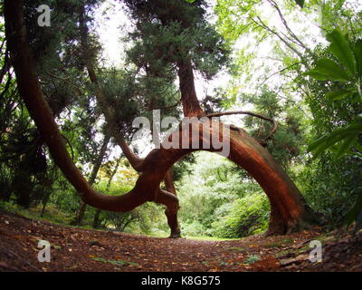 Verdrehte Kiefer im Schlossgarten Stockfoto