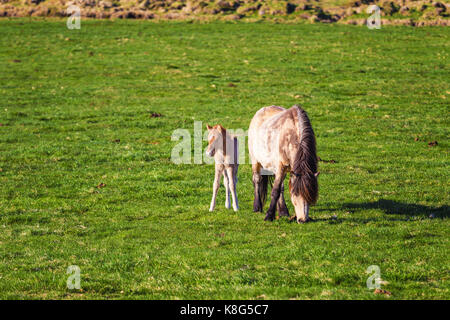 Isländische fohlen Pferd im Frühjahr während der sonnigen Tag Stockfoto