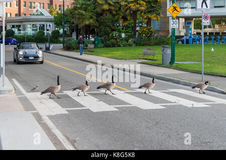 Vancouver, British Columbia, Kanada - 13 September 2017: Kanada Gänse Überqueren einer Straße auf einem Zebrastreifen während ein Auto wartet Stockfoto