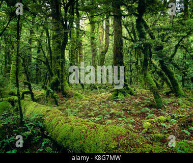Neuseeland. South Island. Moos bedeckt Regenwald. Stockfoto