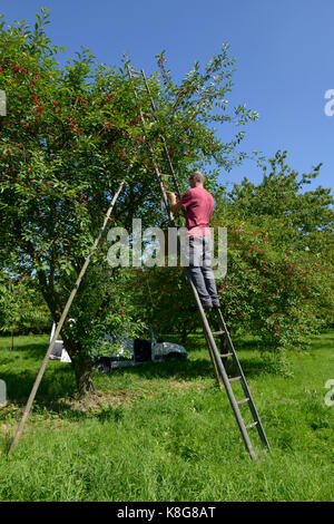 Montmorency cherry picking in La Grange Fruitiere in Le Mesnil-sous-Jumièges, einer Stadt, die zu den regionalen Naturpark "Parc naturel Regional des Stockfoto