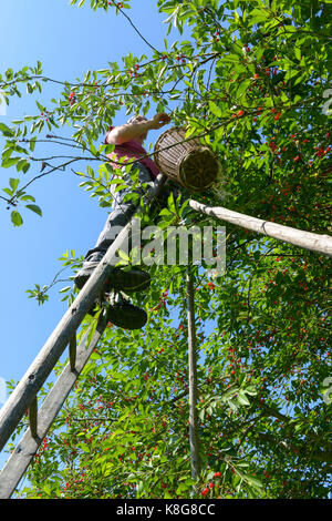 Montmorency cherry picking in La Grange Fruitiere in Le Mesnil-sous-Jumièges, einer Stadt, die zu den regionalen Naturpark "Parc naturel Regional des Stockfoto