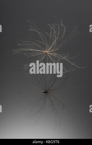 Thistle seed mit thistledown wind Verbreitung zu unterstützen. Stockfoto