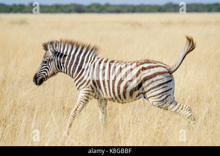 Junge Zebra glücklich springen durch trockenen gelben Gras am Etosha National Park, Namibia, Afrika. Stockfoto