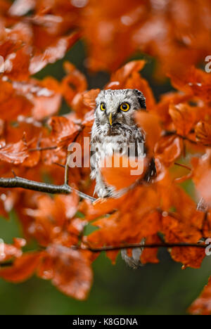 Tengmalm's Owl-Aegolius funereus Stockfoto