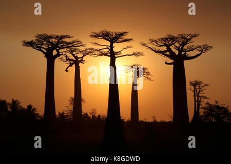 Sonnenuntergang auf der Baobab Allee in Morondava (Madagaskar) Stockfoto