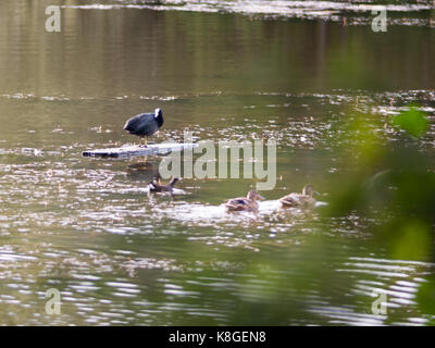 Nahaufnahme der Duck See Szene mit blässhuhn stehend auf Treibholz Stockfoto