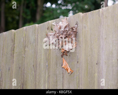 Nahaufnahme der rot braun Blätter hängen auf der Rückseite Garten Zaun Stockfoto