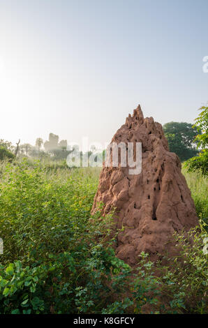 Sehr große Termite Hill in zwischen hohen Gras am frühen Morgen Landschaft, Gambia, Westafrika. Stockfoto