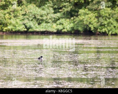 Szene mit blässhuhn auf der Oberfläche des Wassers schwimmen hinter suchen Stockfoto