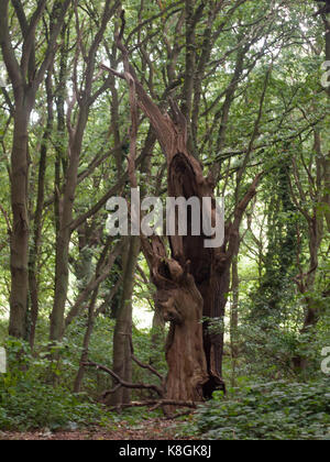 Eine alte ausgehöhlten Baum statue Tot im Wald Stockfoto