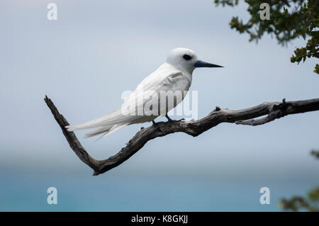 White tern thront auf Ast, Tikehau, Bird Island, Tuamotu Archipel, Französisch Polynesien Stockfoto