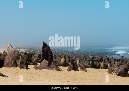 Cape fur Seal Colony (Arctocephalus pusilus), Skeleton Coast National Park, Namibia Stockfoto