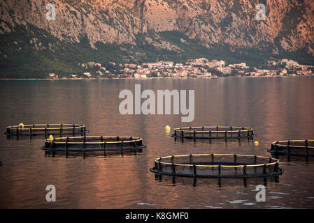 Runder käfig Fischernetze auf Wasser, Kotor, Montenegro, Europa Stockfoto