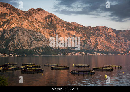 Runder käfig Fischernetze auf Wasser, Kotor, Montenegro, Europa Stockfoto